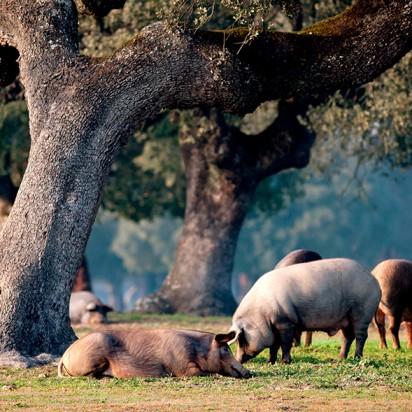 Para llegar a tu plato, un jamón de bellota ibérico no sólo se ha criado en unas condiciones muy concretas