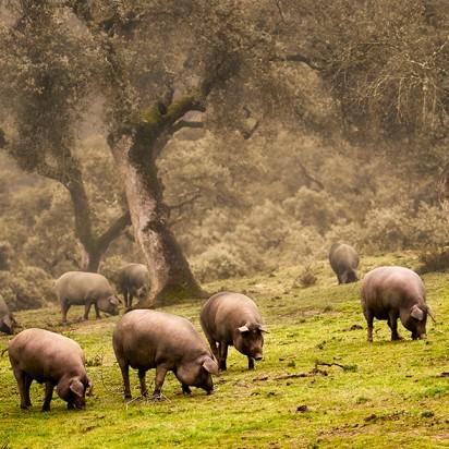 Distinguir un jamón de bellota auténtico