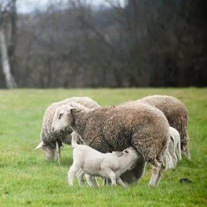 Propiedades del queso de oveja curado